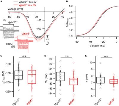 Synaptic activity is not required for establishing heterogeneity of inner hair cell ribbon synapses